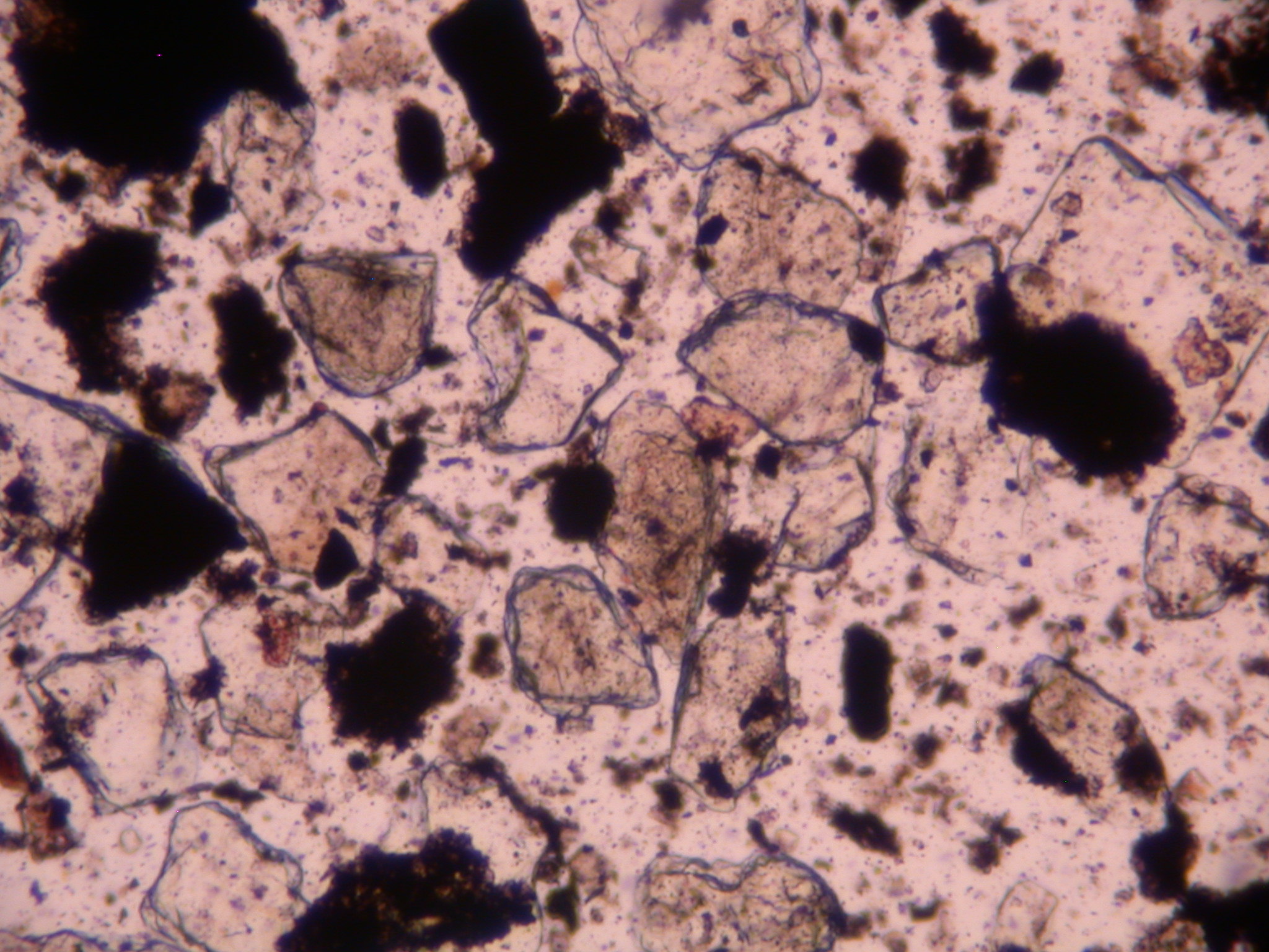 Macintosh HD:Users:christian:Desktop:DSCN4954 copie 2.JPG